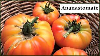 Ananastomate - Köstliche Fleischtomaten mit riesigen & wunderschönen Früchten. Liebhabersorte!