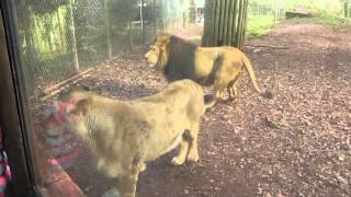 Asiatic Lions, Paignton Zoo Environmental Park (20th January 2012)