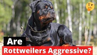 Are Rottweilers an Aggressive breed of dogs? Little Paws Training