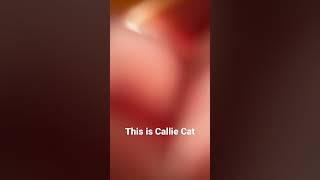 Callie Cat ️