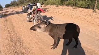 El TAPIR del MONTE IMPENETRABLE me viene al cruce | Viaje en Moto por Argentina [Cap. 26]