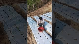 엄나무 모종 심기 연습