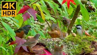 Cat TV for Cats to Watch  Beautiful birds and squirrels in fall  8 Hours(4K HDR)