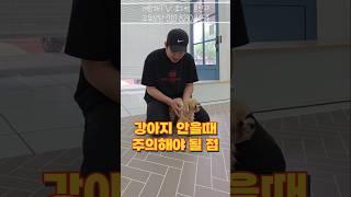 강아지 관절에 무리를 주는 보호자의 행동