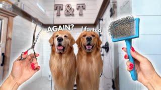 How I Groom Two Golden Retrievers ASMR