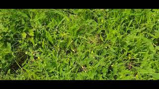 Meadows, #Matheran hill station, Shri Bhairavnath temple | Surroundings of Aura pure veg restaurant