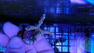 Anacropora forbesi coral gandalf