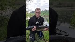 Трофей, за которым я охотился 4 года. Вес 6595гр