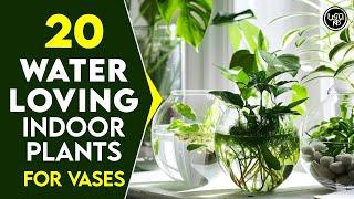 20 Water-Loving Indoor Plants | Best indoor plants to grow in Water Containers and Vases