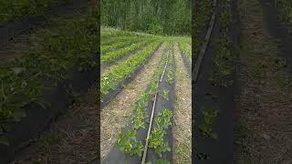 Клубника Азия, Сибирь