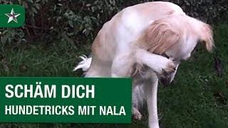 Schäm dich – Hundetricks mit Nala präsentiert von PLATINUM