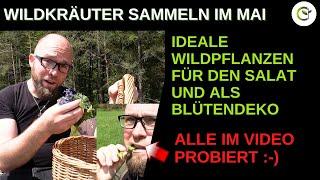 Wildkräuter sammeln im Mai für den Salat - Mit Einsteiger Wildpflanzen für Selbstversorger