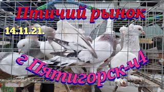 Голуби цены Птичий рынок г Пятигорск-ч4Pigeons prices Bird market Pyatigorsk-ch4