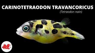 Dwarf tetraodon - Carinotetraodon travancoricus 