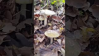 Настырные бледные поганки #болгария #природа #грибы #лес #fungi