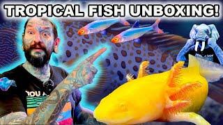 UNBOXING AWESOME AXOLOTLS! RAGING RASBORA!