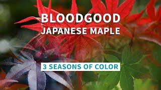 Bloodgood Japanese Maple | 3 Seasons of Color