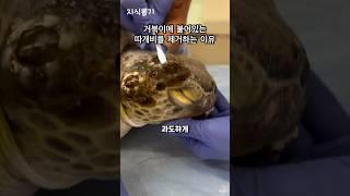 거북이 등껍질에 있는 따개비는 있어도 괜찮을까?