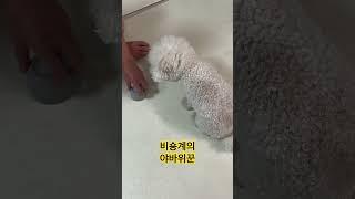 야바위하는 비숑 단디