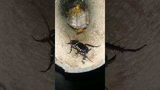 Cockcroch with wasps bee insect #cockroach #insects #bug #honeybee #wildlife #shorts