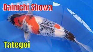 Dainichi Showa Tategoi