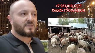 120 - дона   ГӮСФАНД бо нархи арзон дер наку бача