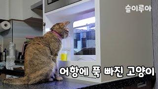 어항에 푹 빠진 고양이 슬이루아