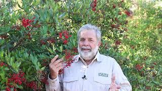 John, 𝘏𝘦𝘵𝘦𝘳𝘰𝘮𝘦𝘭𝘦𝘴 𝘢𝘳𝘣𝘶𝘵𝘪𝘧𝘰𝘭𝘪𝘢, toyon, Christmas berry