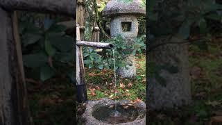 Purity in the Japanese Tea Ceremony #shorts