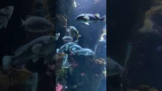 The beautiful underwater creatures. #fish #fishtank #sea #water #fishing #underwater #singapore
