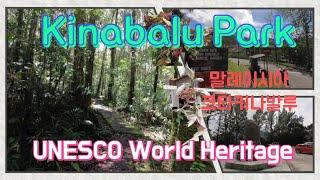 [UNESCO World Heritage : Kinabalu Park] 말레이시아 최초 세계 문화유산, 코타 키나발루의 키나발루산 공원, silau silau trail
