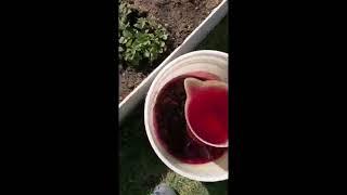 Уход за клубникой весной и подкормки#клубника#подкормкаклубники#дача#весна#огород#удобрение