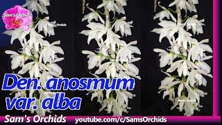 Dendrobium anosmum var. alba orchid blooming 2020