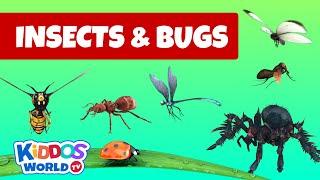 Identifying Arachnida and Insects - Insects and bugs for kids to learn about