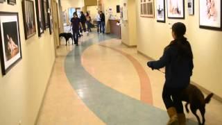 How to Walk Through the Kennels and Halls