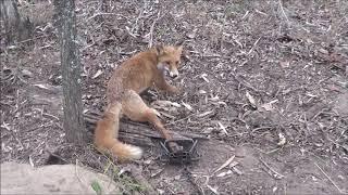 Fox trapping in SE Qld