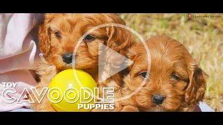 Cavoodle puppies #chevromistpuppies