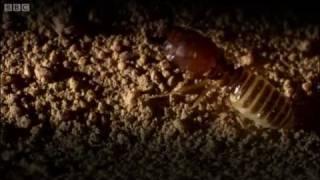 Defending the ant nest from intruders | Ant Attack | BBC