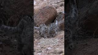 Snow leopards Known throughout the world for its beautiful fur and elusive behavior #snowleopard #yt