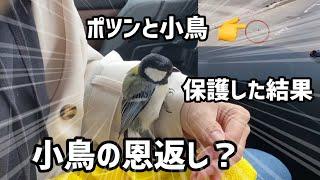 車道で動けず轢かれる寸前の小鳥を救出した結果【四十雀】