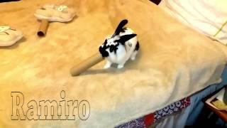 Ramiro El conejo - Ramiro The Rabbit