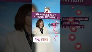 Как перевозить собаку в самолете? Советы юриста #shorts