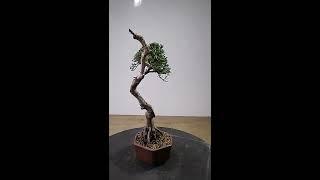 Mame Bonsai Juniperus Chinensis Sargentii BUNJIN STYLE