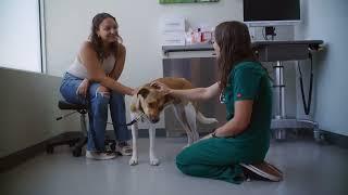 The Value of Genetic Health Screening for Dogs | Overview of Embark for Vets