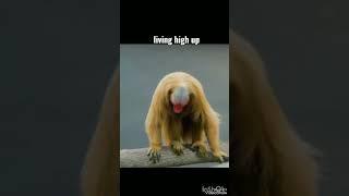 Red-Faced, Hairless and Handsome: Meet the Bald Uakari Monkey #shorts #youtubeshorts #viral #facts