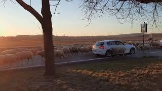 06.03.2021 - Schafe in Freiberg am Neckar