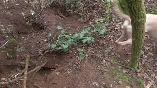 Ledbury hound marks fox to ground at badger sett 3rd Feb 2020