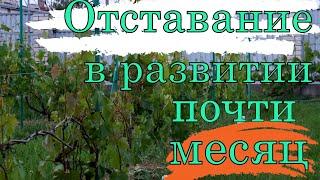Виноград .Обзор виноградника в открытом грунте и в теплице .