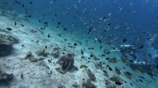 Descending into Shark Point, Ao Nang, Thailand--Cute fish rocking with the waves.