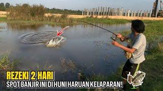 Casting Haruan: Bergasak! Strike 13 Ekor Haruan Pakai Katak Hidup Di Spot Banjir